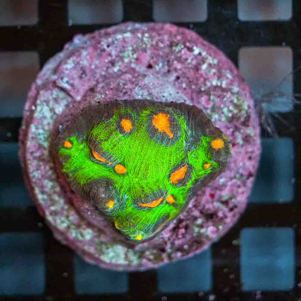 Ultra Mycedium Chalice Colony (S)