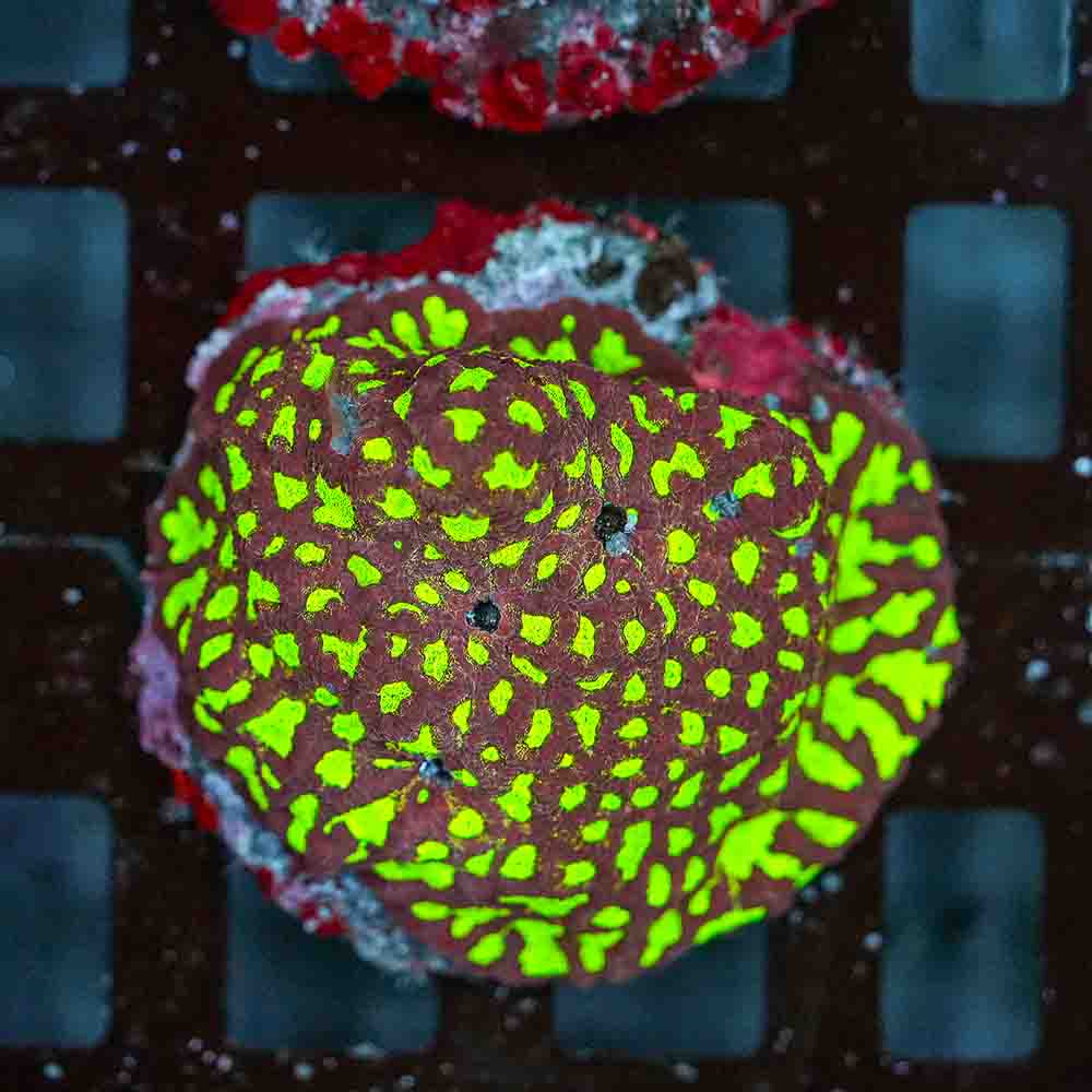 Special Favites Colony (M)