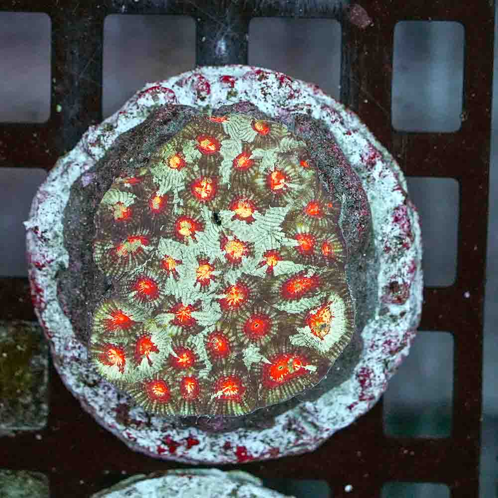 Vendeta Favia Colony (M)