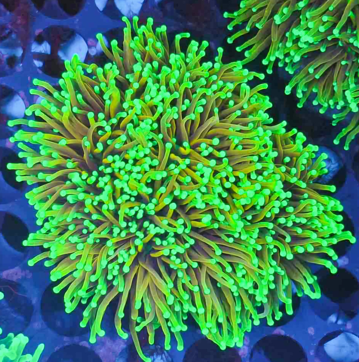 Approx 6-7 Head Gold Torch Variant Colony