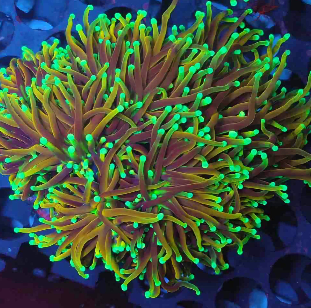 Approx 6-7 Head Gold Torch Variant Colony
