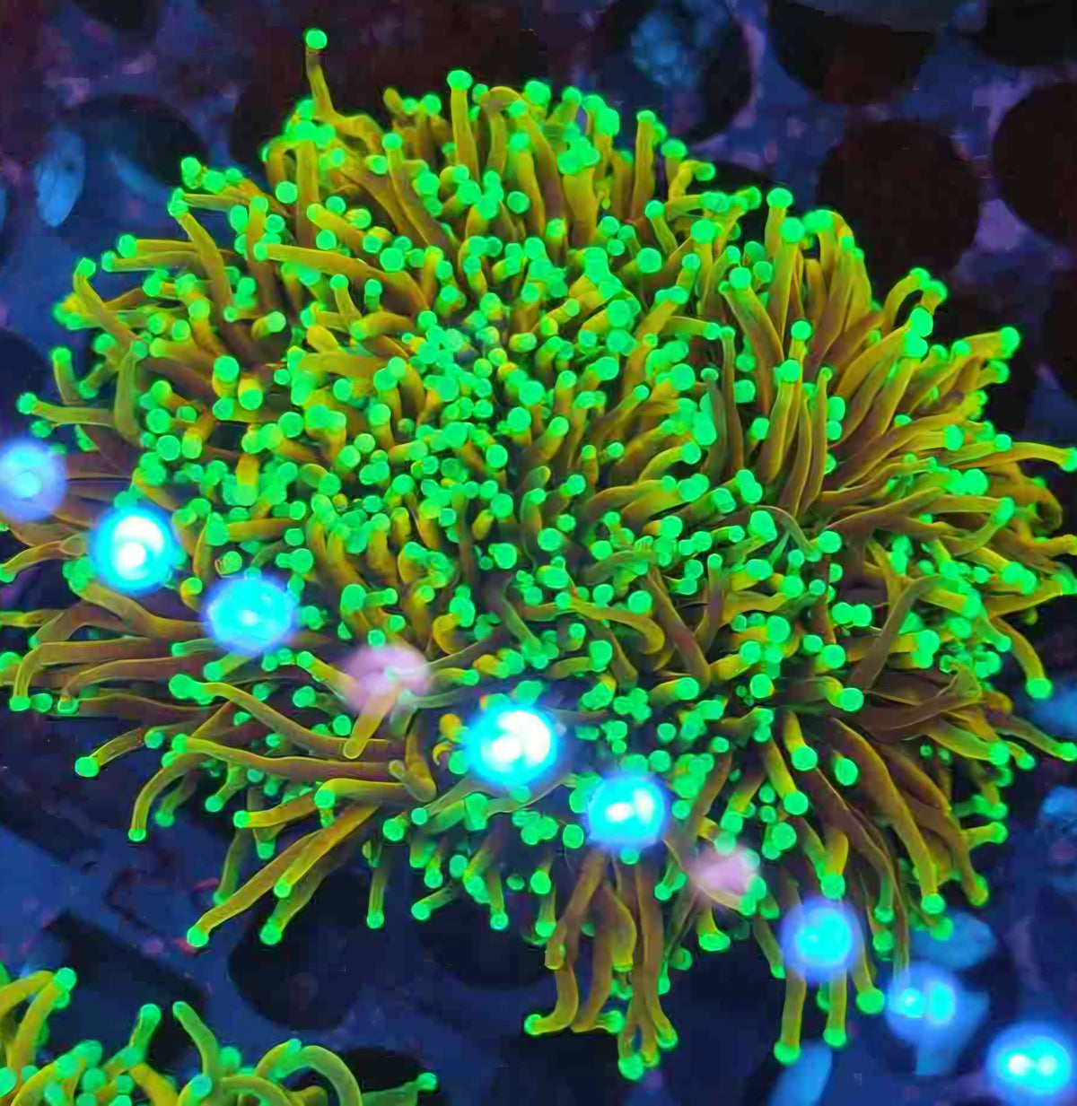 Approx 6-7 Head Gold Torch Variant Colony