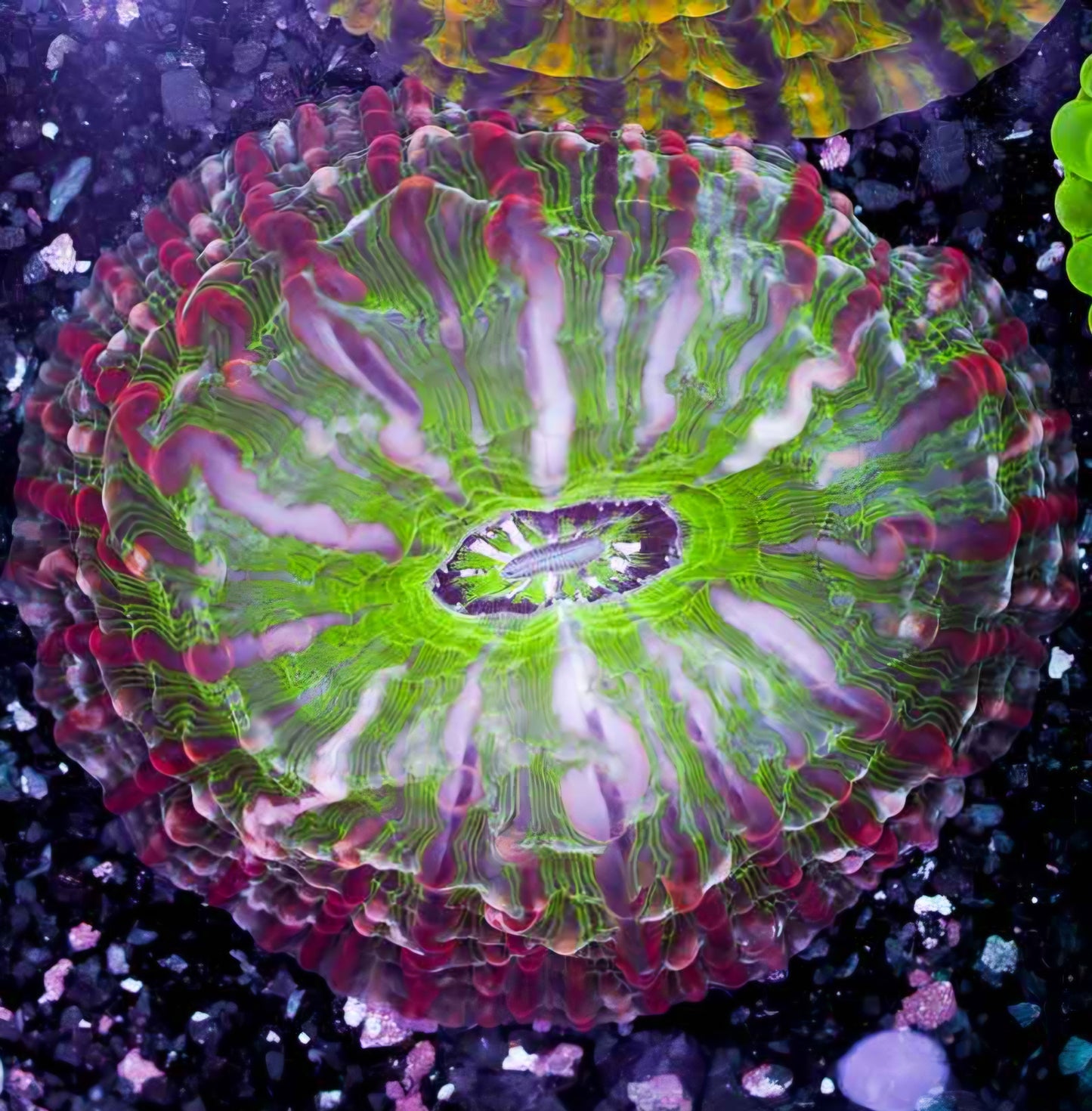 Jolly Rancher Indophyllia