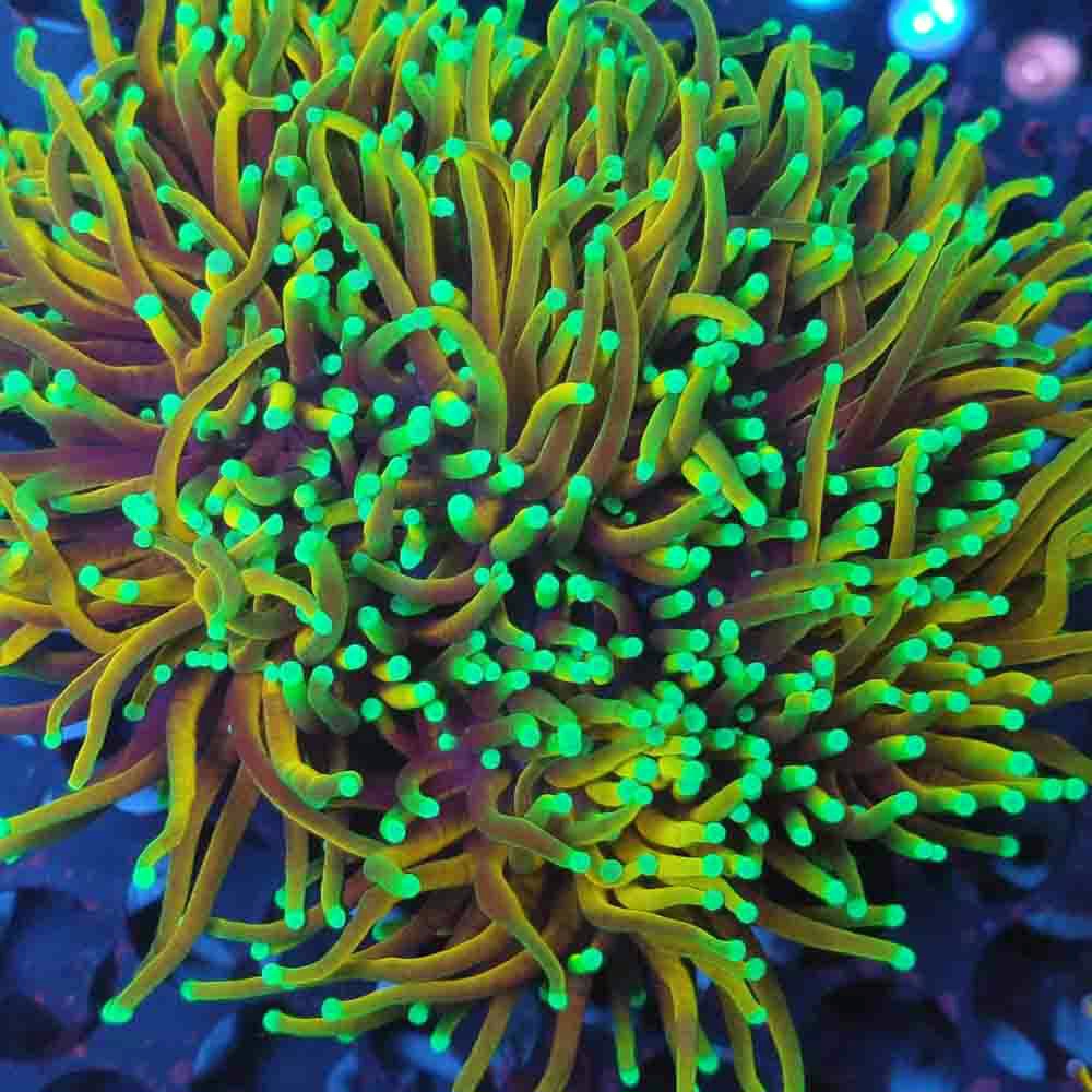 Approx 6-7 Head Gold Torch Variant Colony