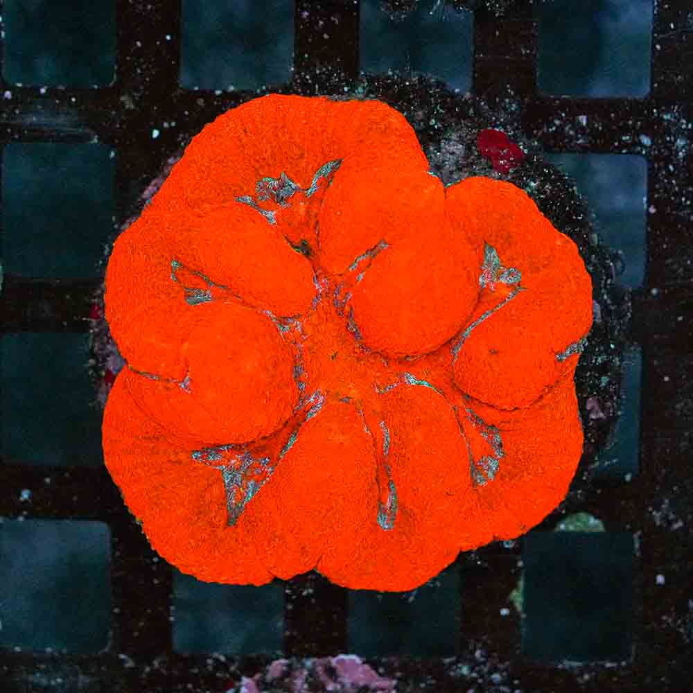 Red Clovers Symphyllia