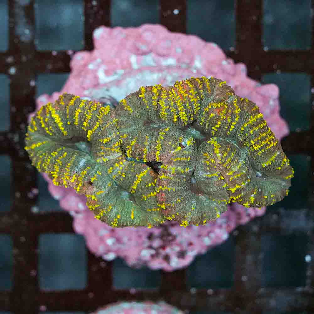 Sidewinder Lobo Branching (M)