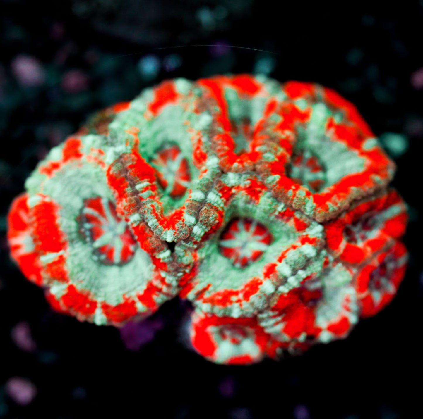 Shooting Star Asian Acan Colony