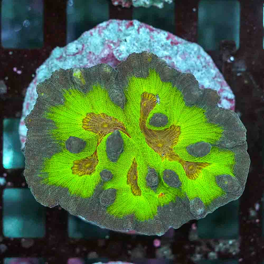 Rainbow Pectinia