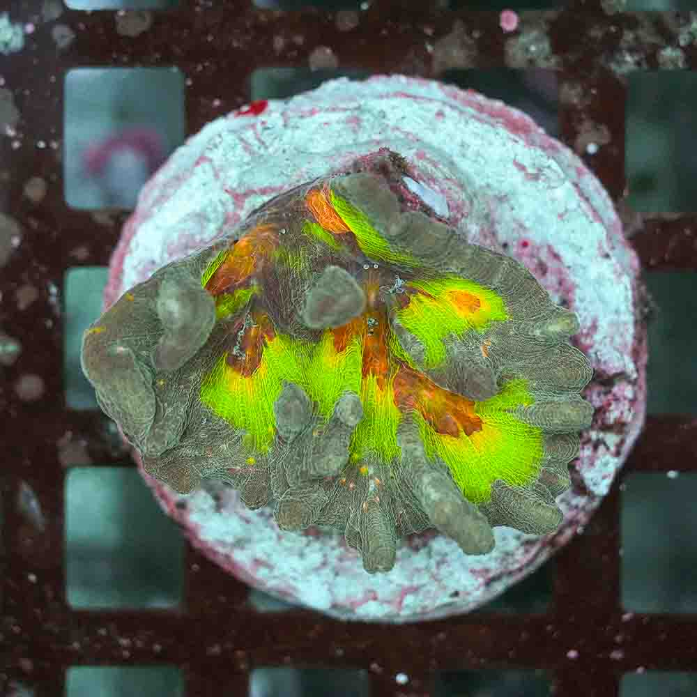 Rainbow Pectinia