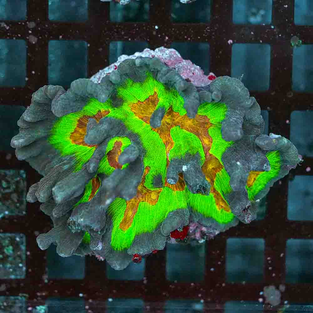 Rainbow Pectinia