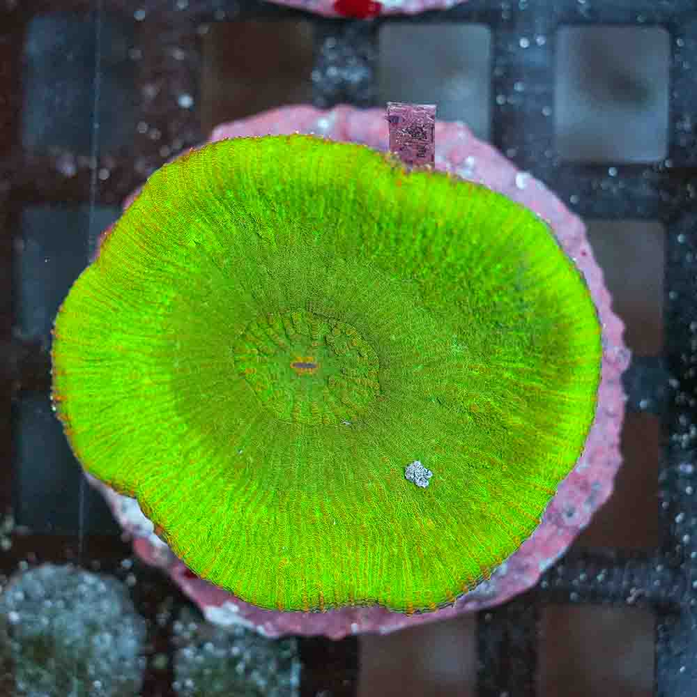 Neon Plasma Australomussa (M)
