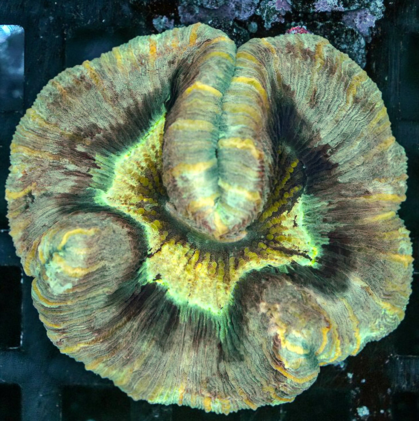 Rainbow Dragon Lilly Wellsophyllia