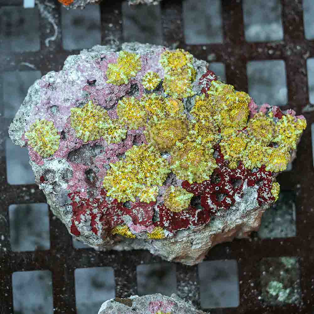 Calypso Mushroom Colony