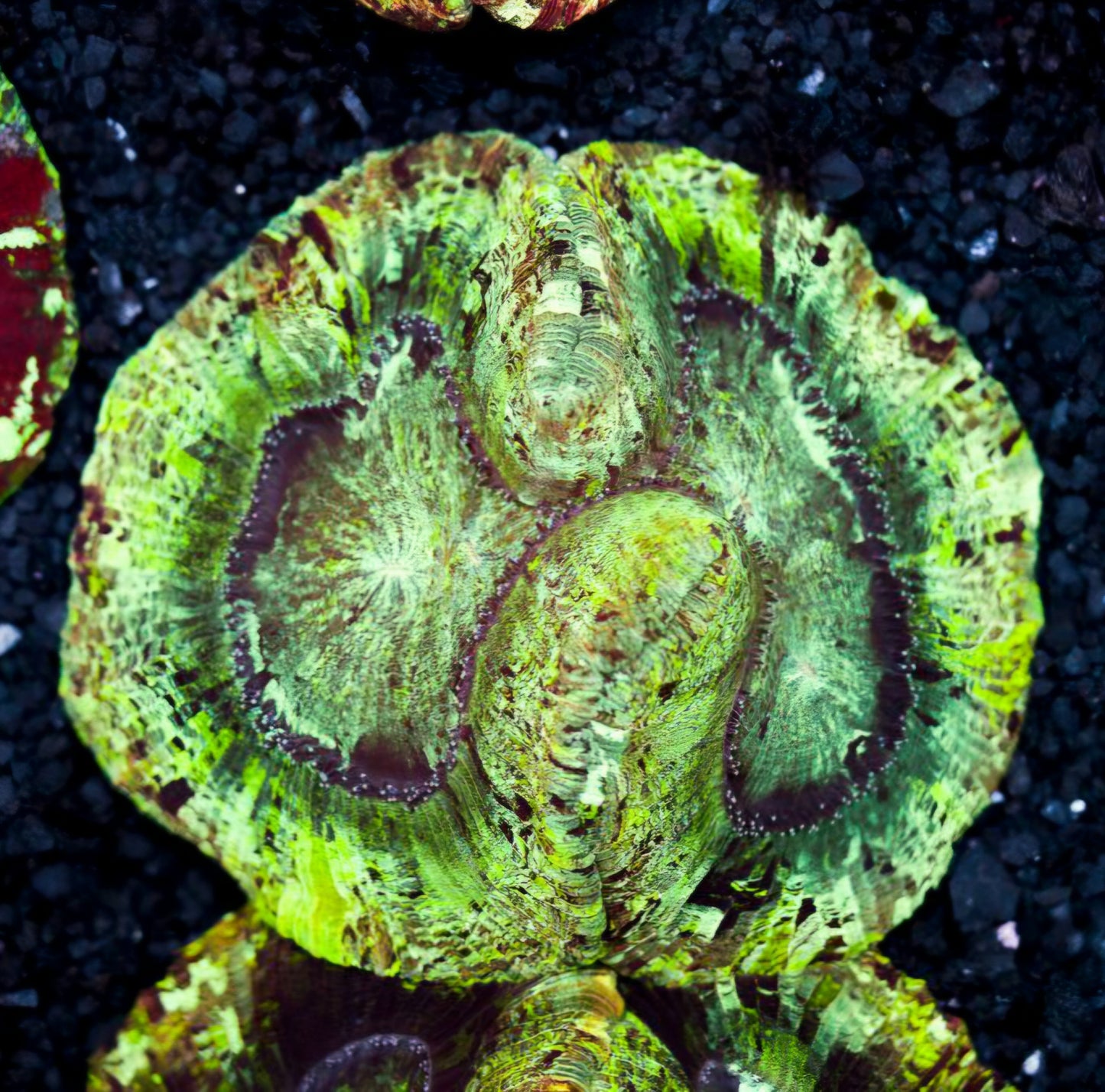 Easter Bunnies Massacre Wellsophyllia