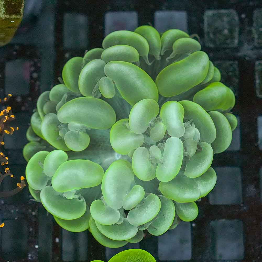 Epic Bubble Coral