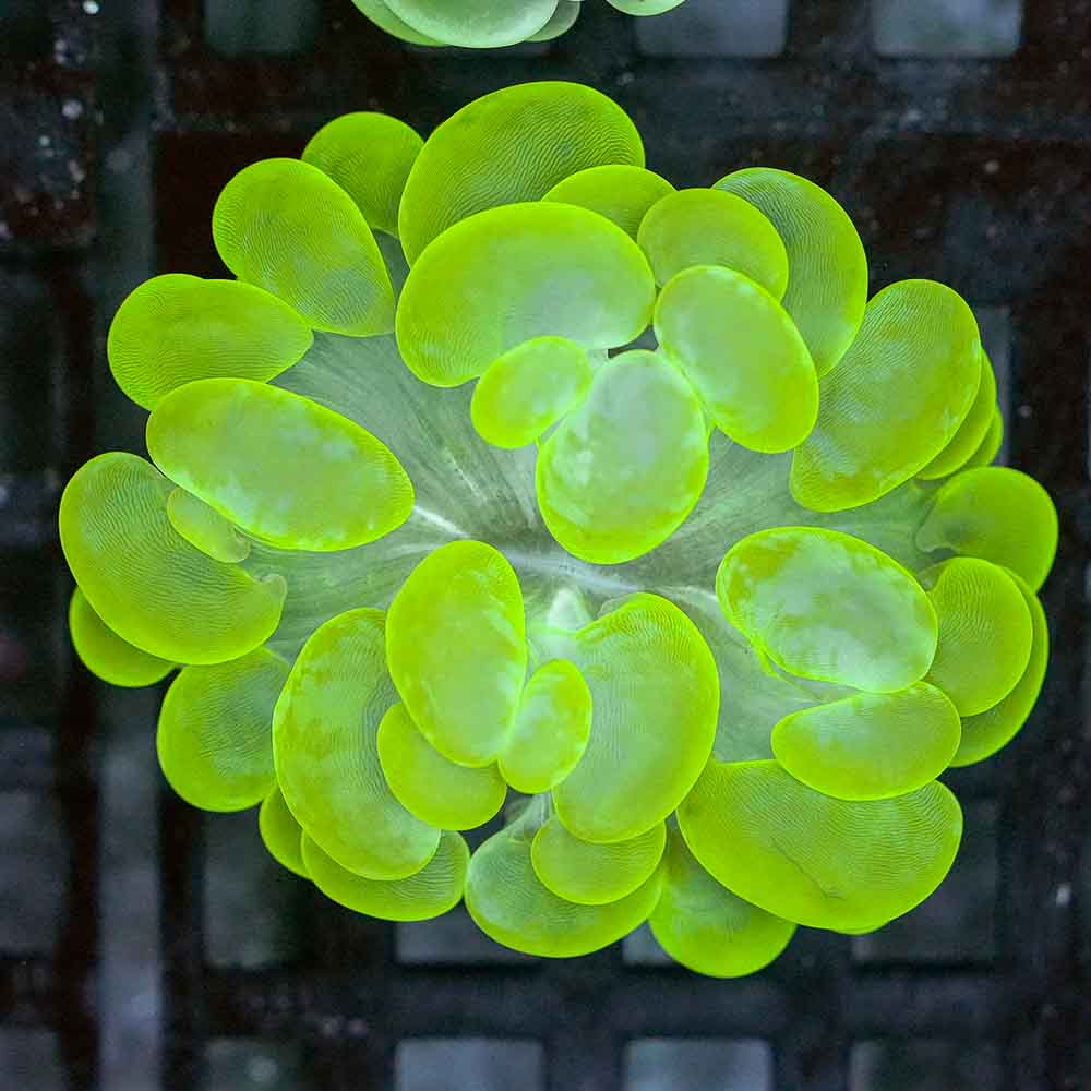 Epic Bubble Coral