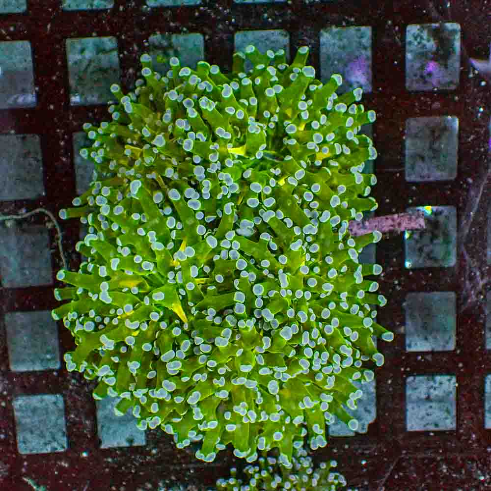 Frogspawn Branch NEON (M)