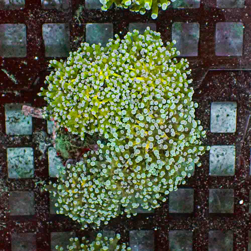 Frogspawn Branch NEON (M)