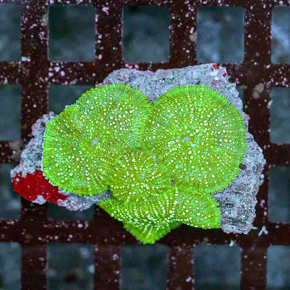 Mushroom Bull Eye Green (M)