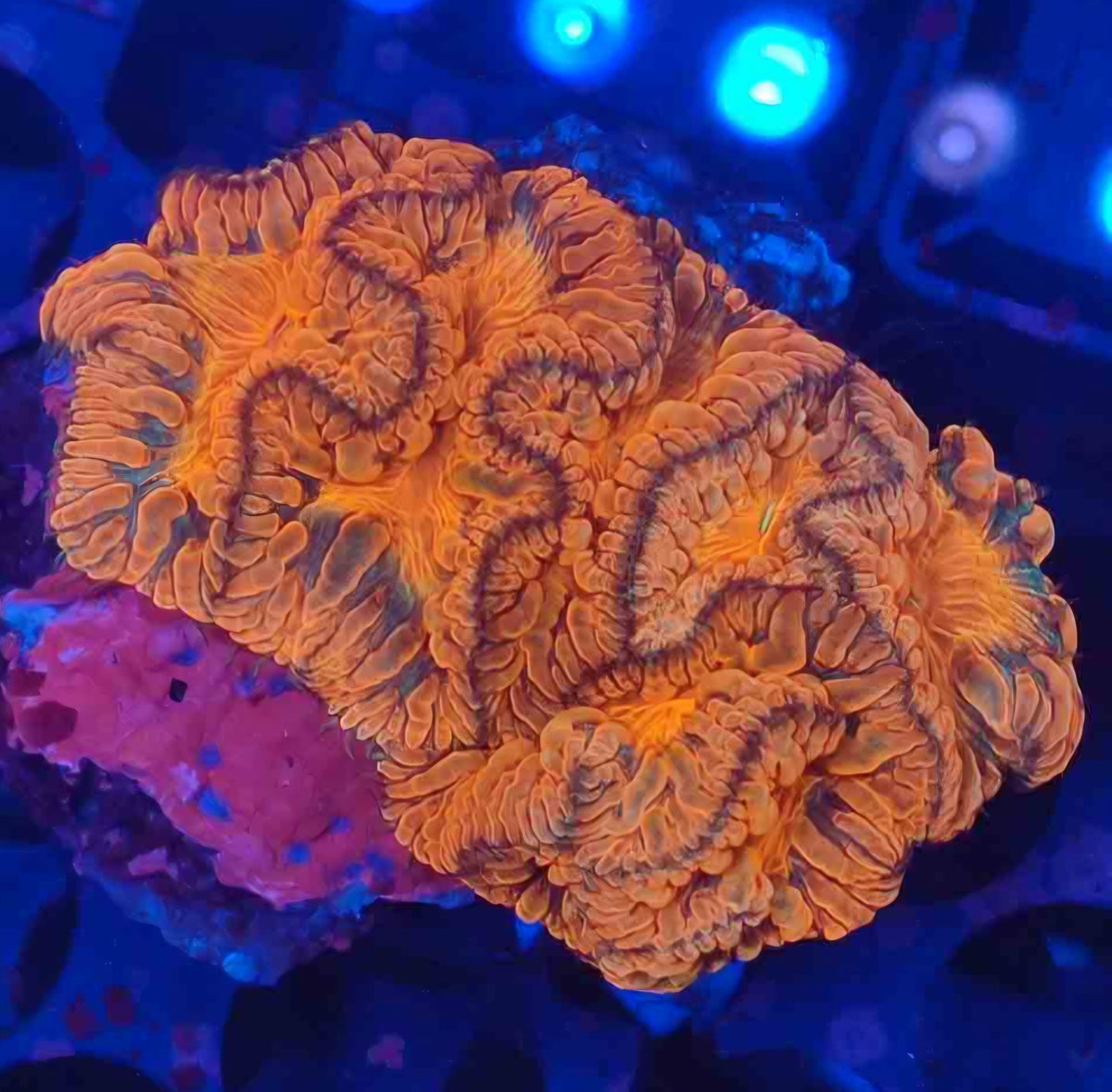 Master Blaster Indonesian Blasto Colony