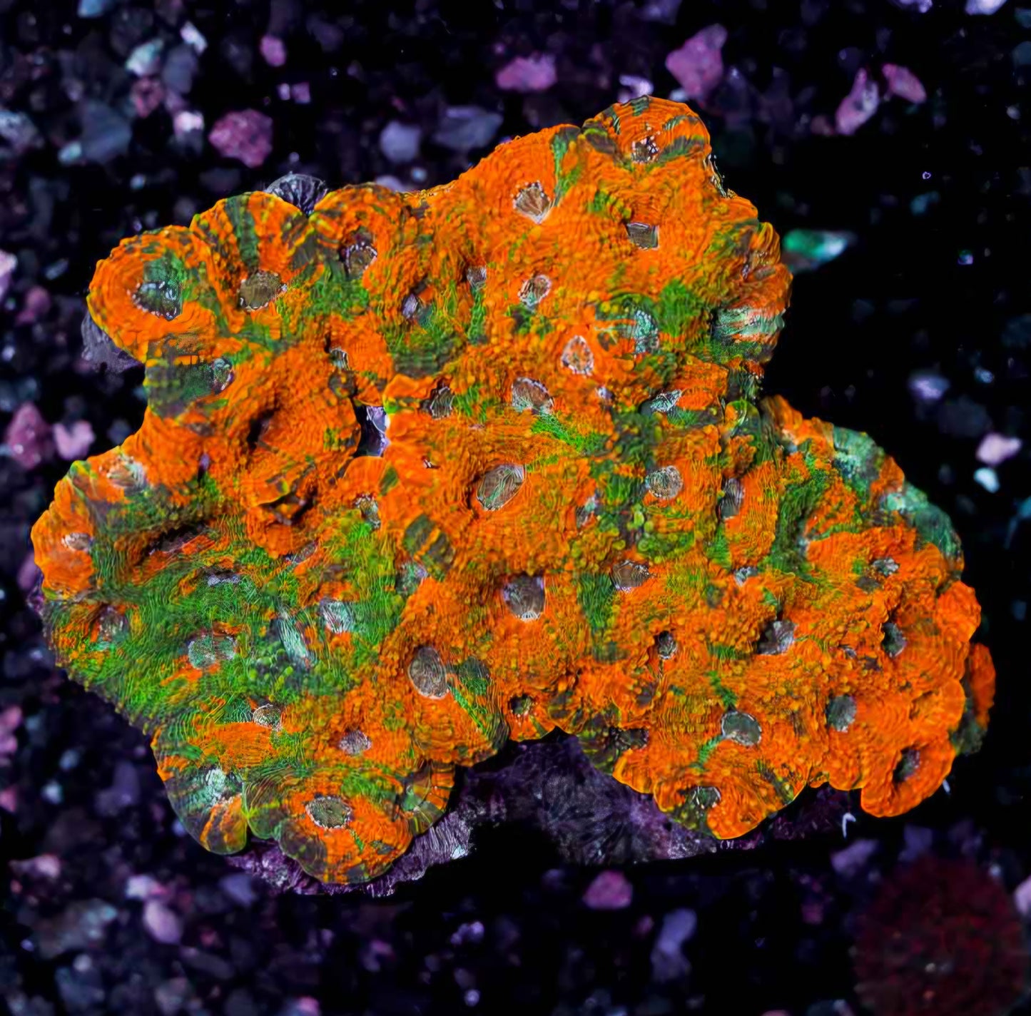 Orange Groves 🍊 Acan Echinata Colony
