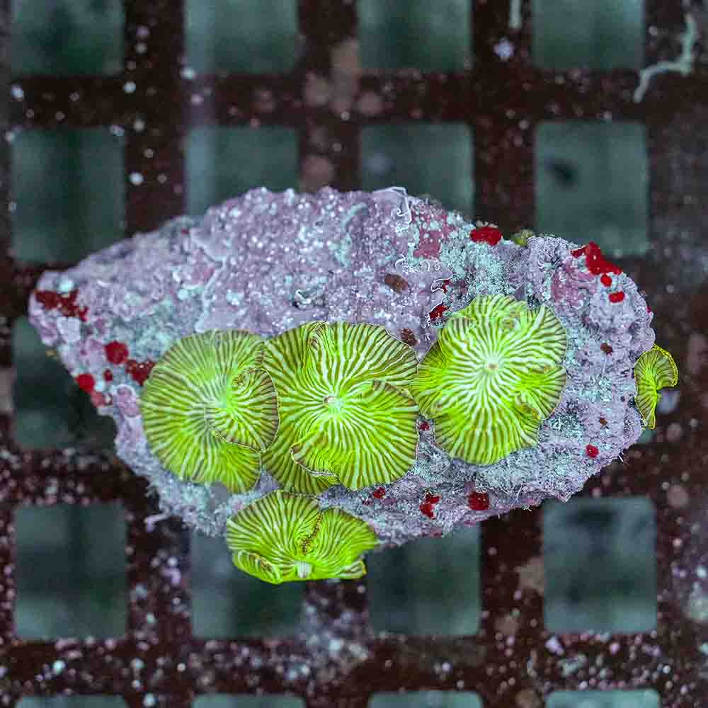 Watermelon Mushrooms