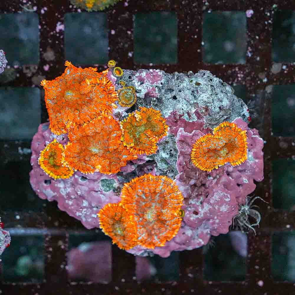 Mushroom Bull Eye Orange-Red Flame (M)