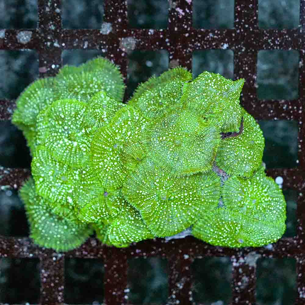 Mushroom Bull Eye Green (L)