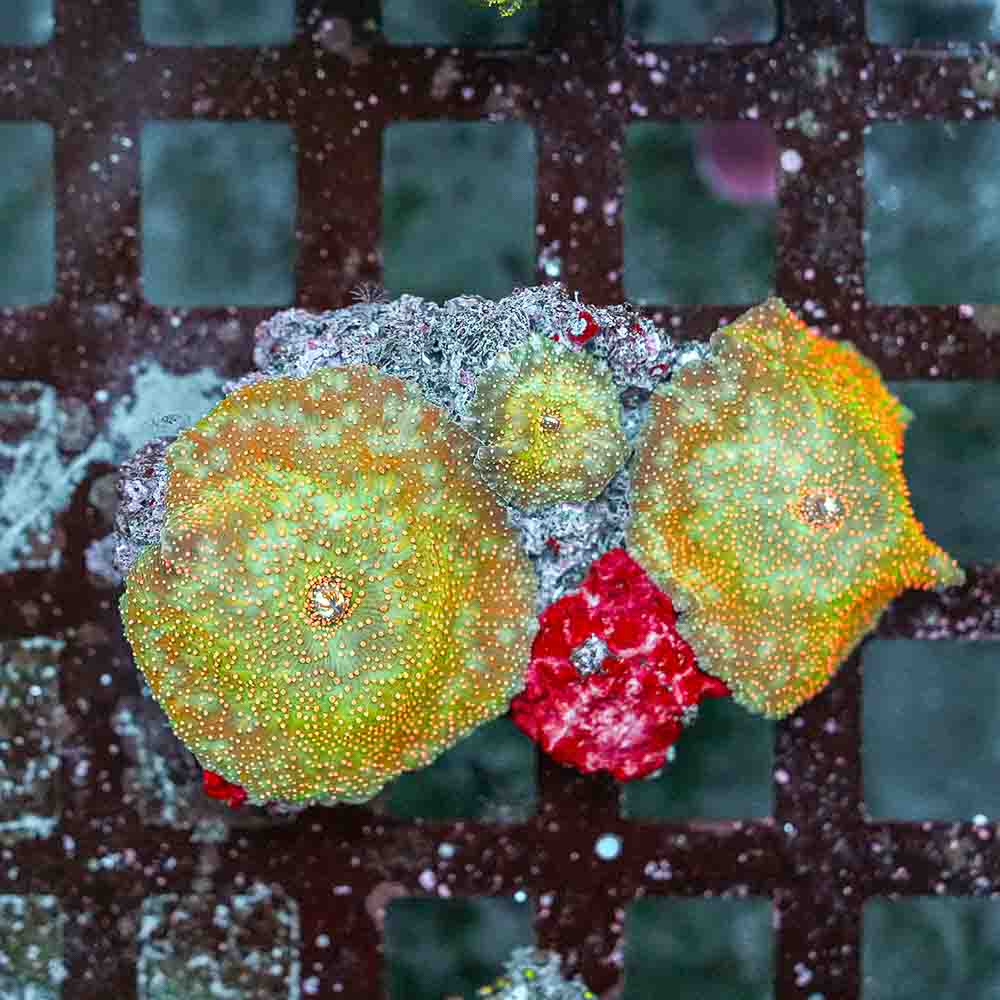 Beautiful Chaos Mushrooms