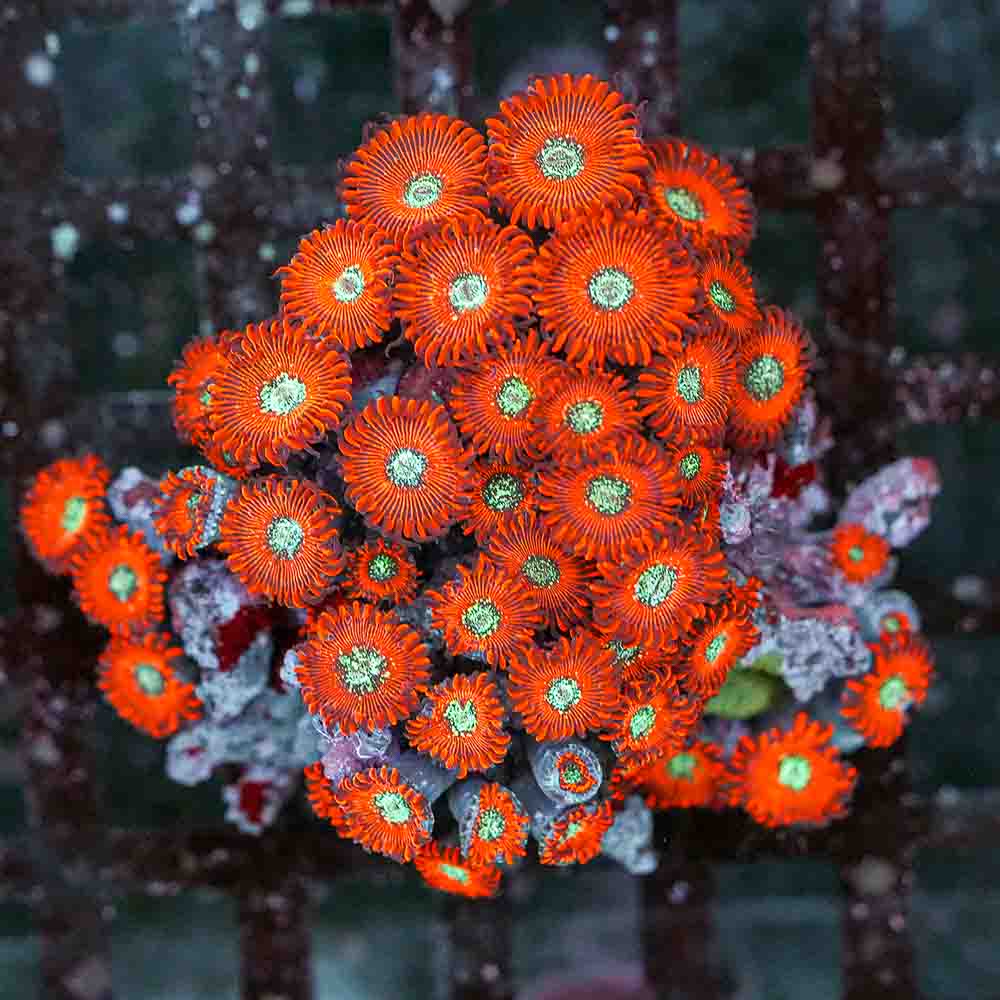 Red Magician Zoa (M)