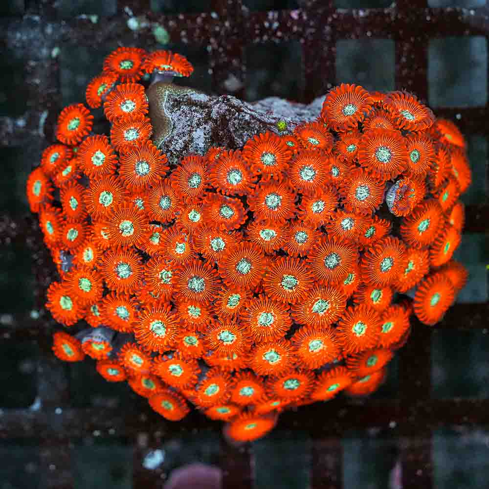 Red Magician Zoa (L)