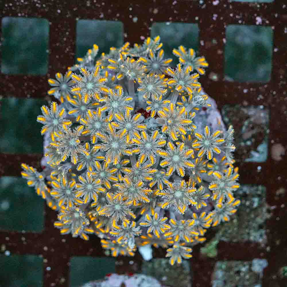 Blast Zone Polyps Clove (M)