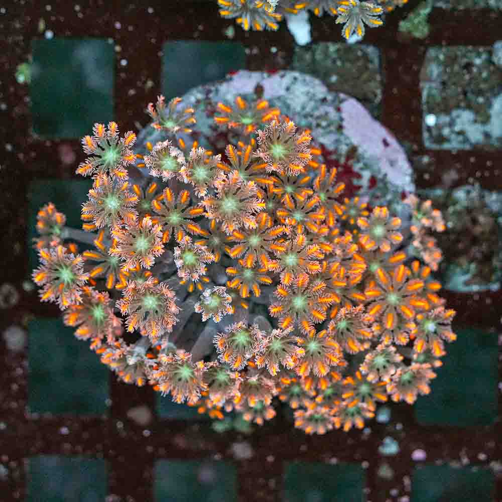 Fireworks Polyps Clove (M)
