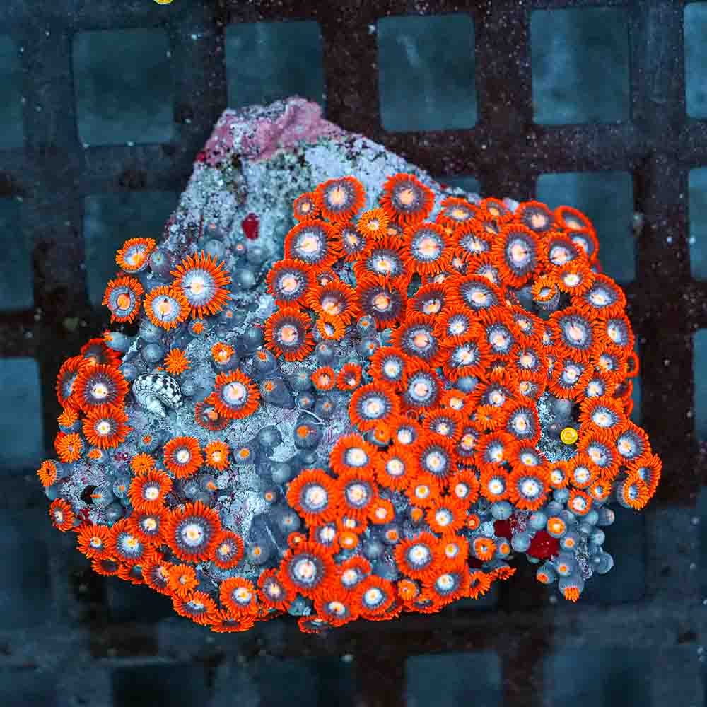 Flaming Rim Zoa Colony
