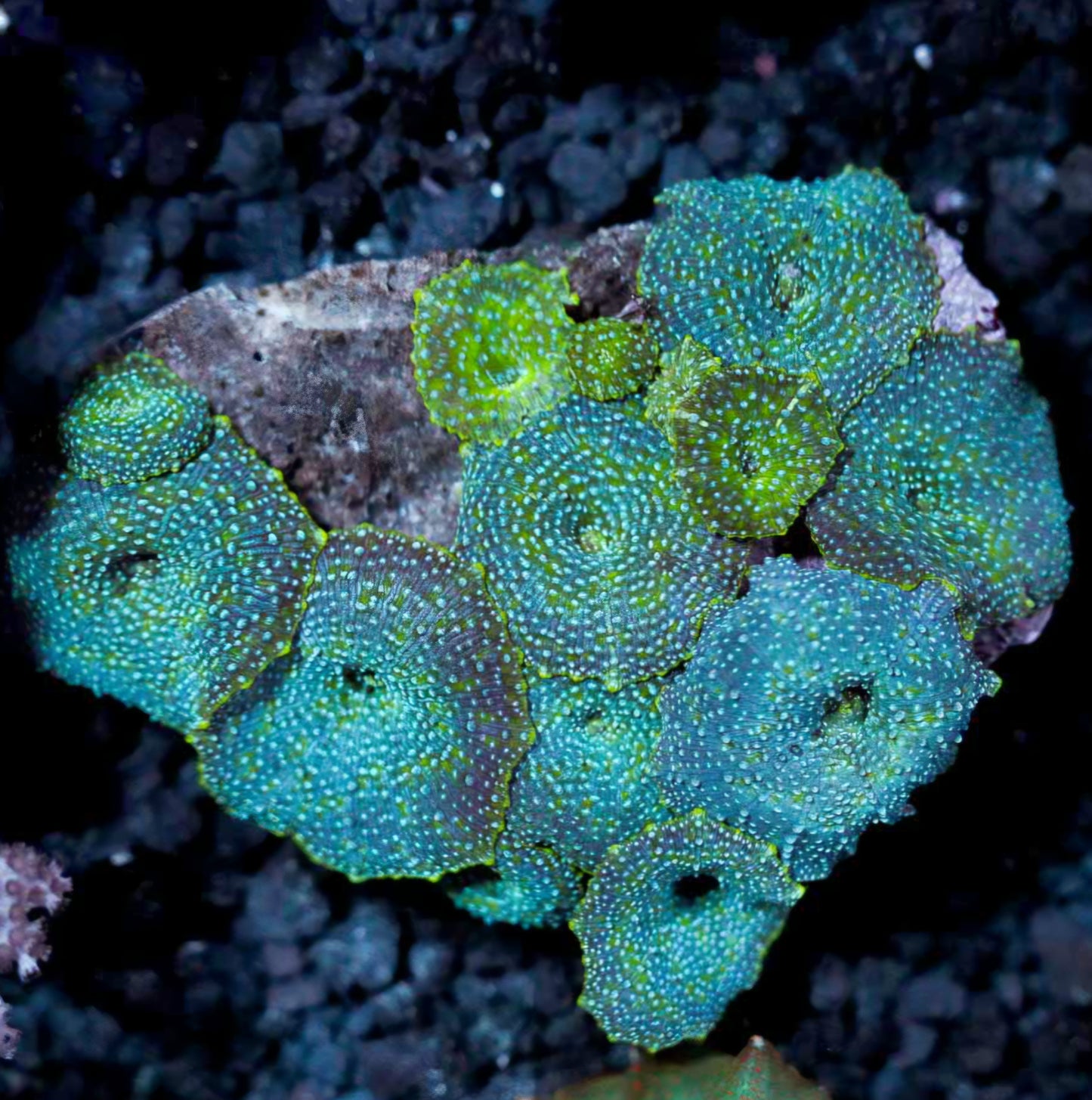 Rain Shower Mushroom Colony