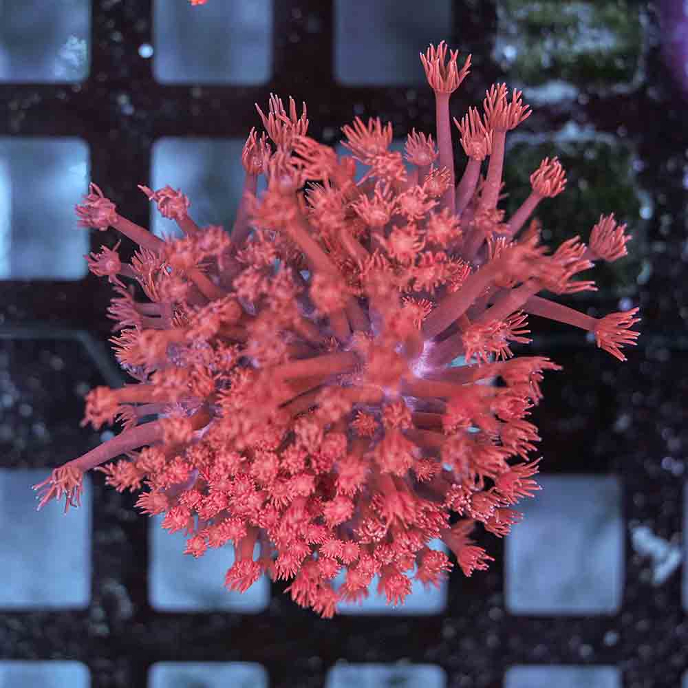 Flowerpot Long Tentacle Red NEON (M)