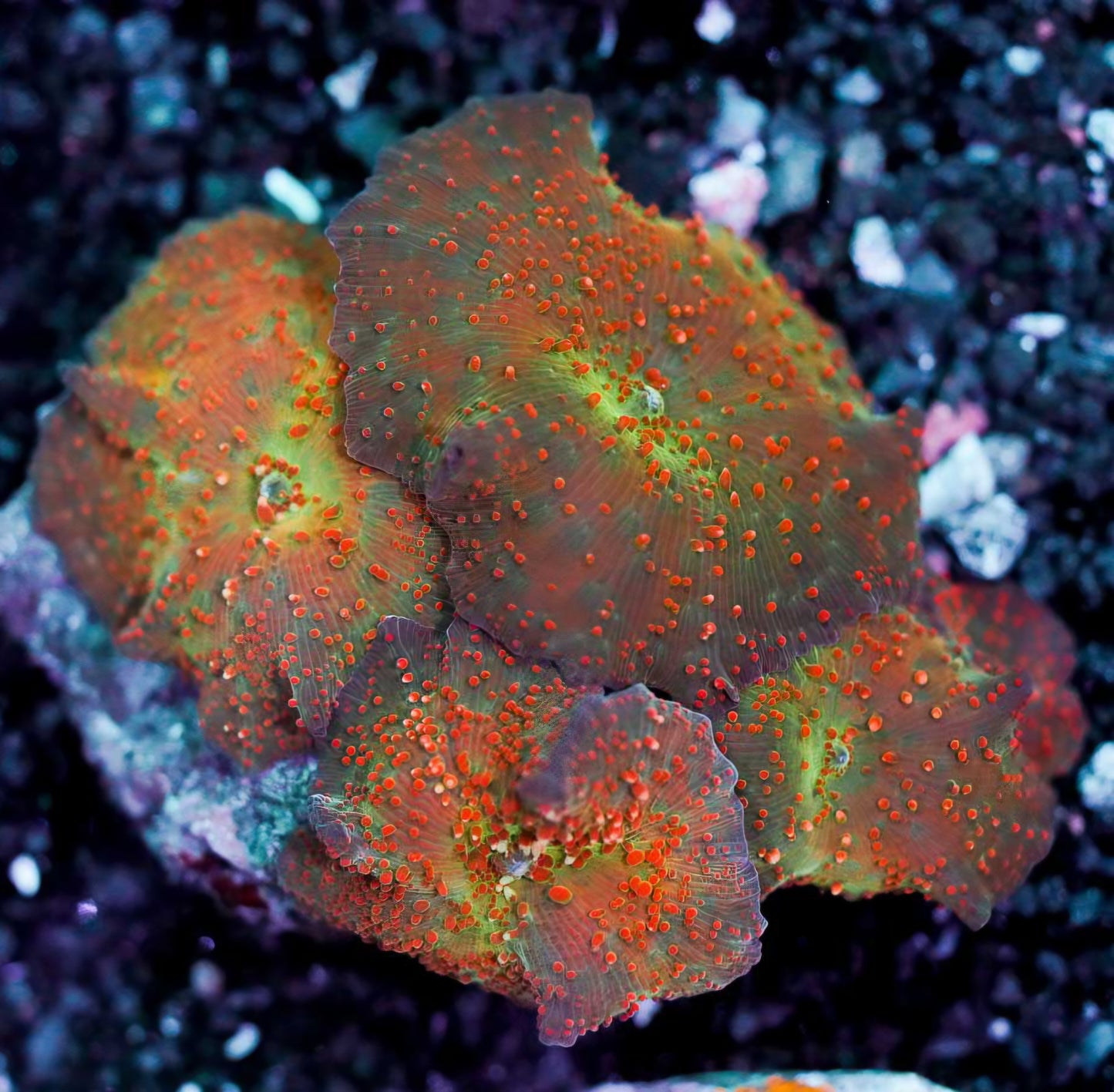 Beautiful Chaos Mushroom Colony
