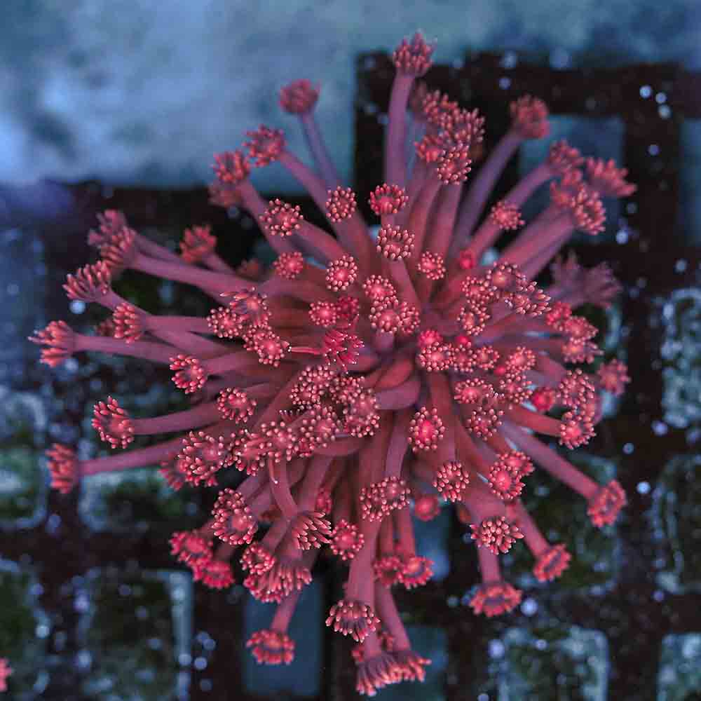 Flowerpot Long Tentacle Red NEON (M)