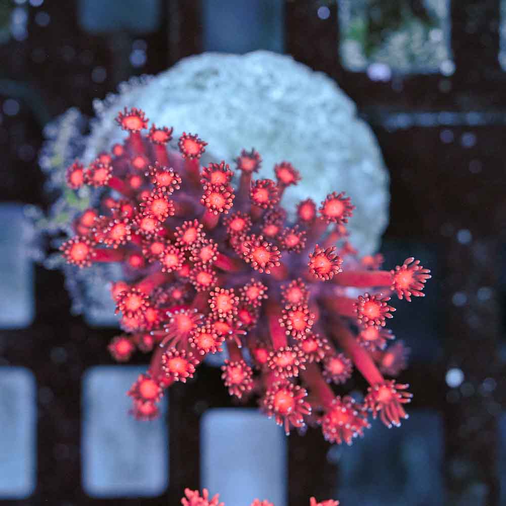 Flowerpot Long Tentacle Red NEON (M)