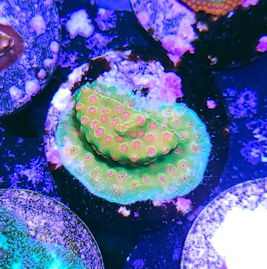 JF Candyland Cyphastrea