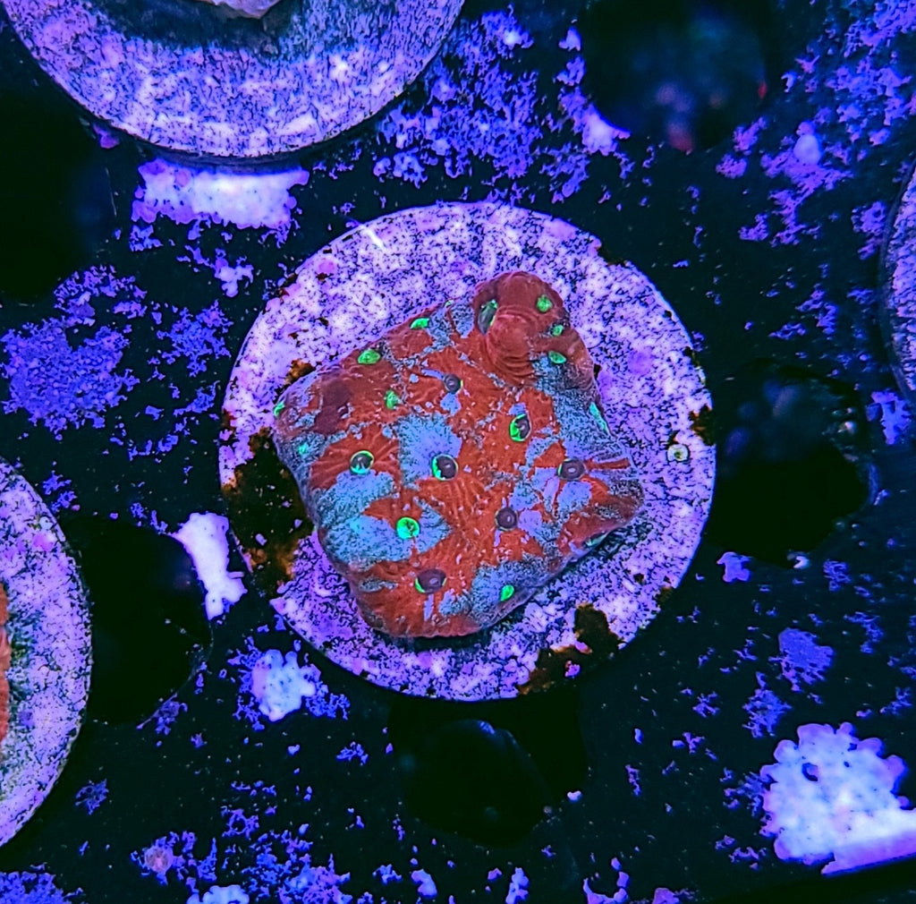 Heaven and Hell War Coral