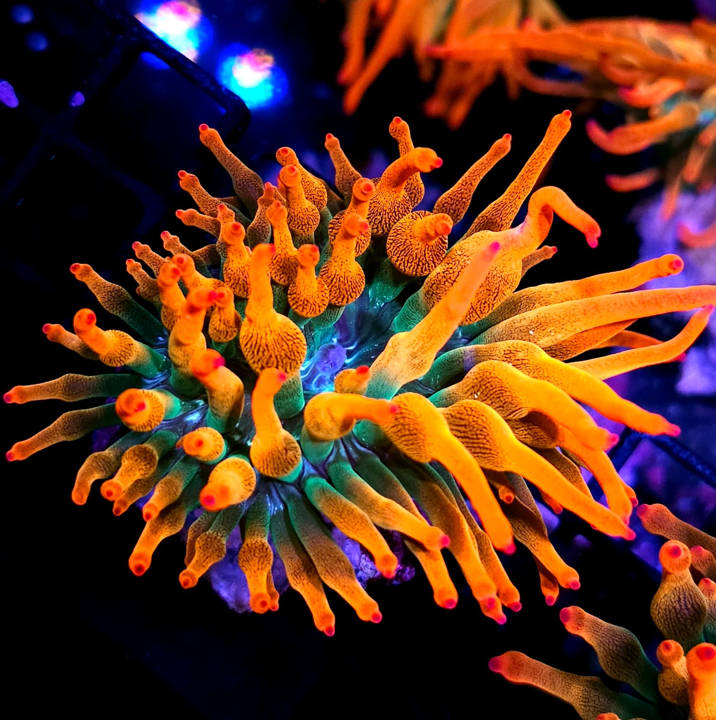 Rizzo's Florida Sunburst Bubble Tip Anemone NOT WYSIWYG