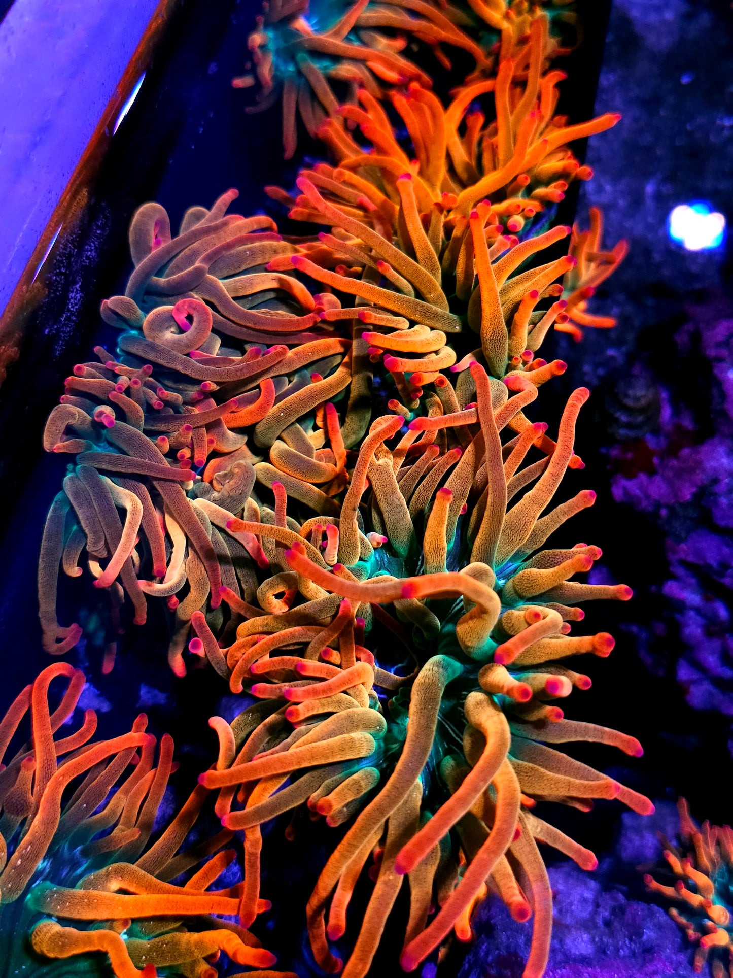 Rizzo's Florida Sunburst Bubble Tip Anemone NOT WYSIWYG