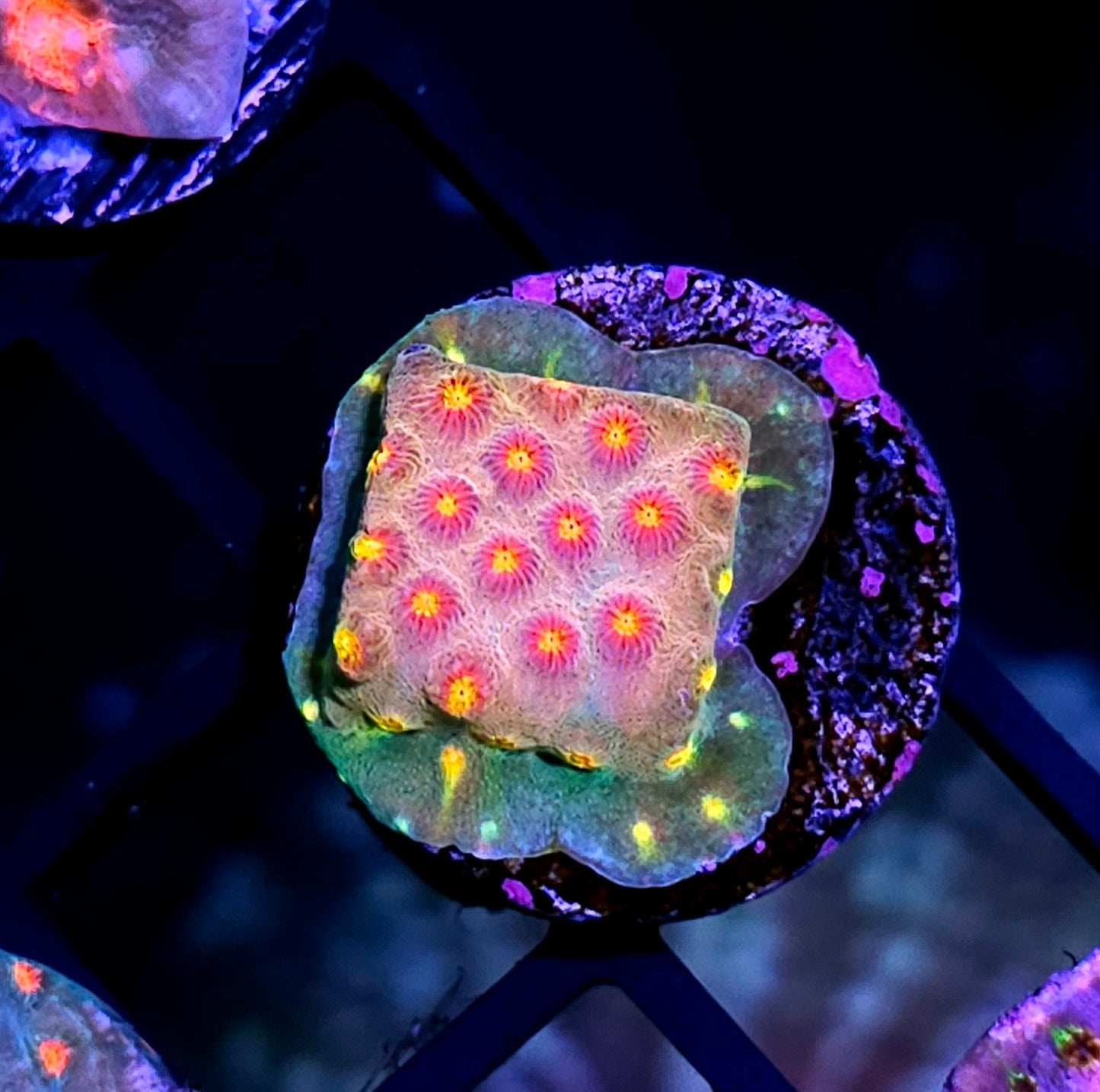JF Buzzkill Cyphastrea