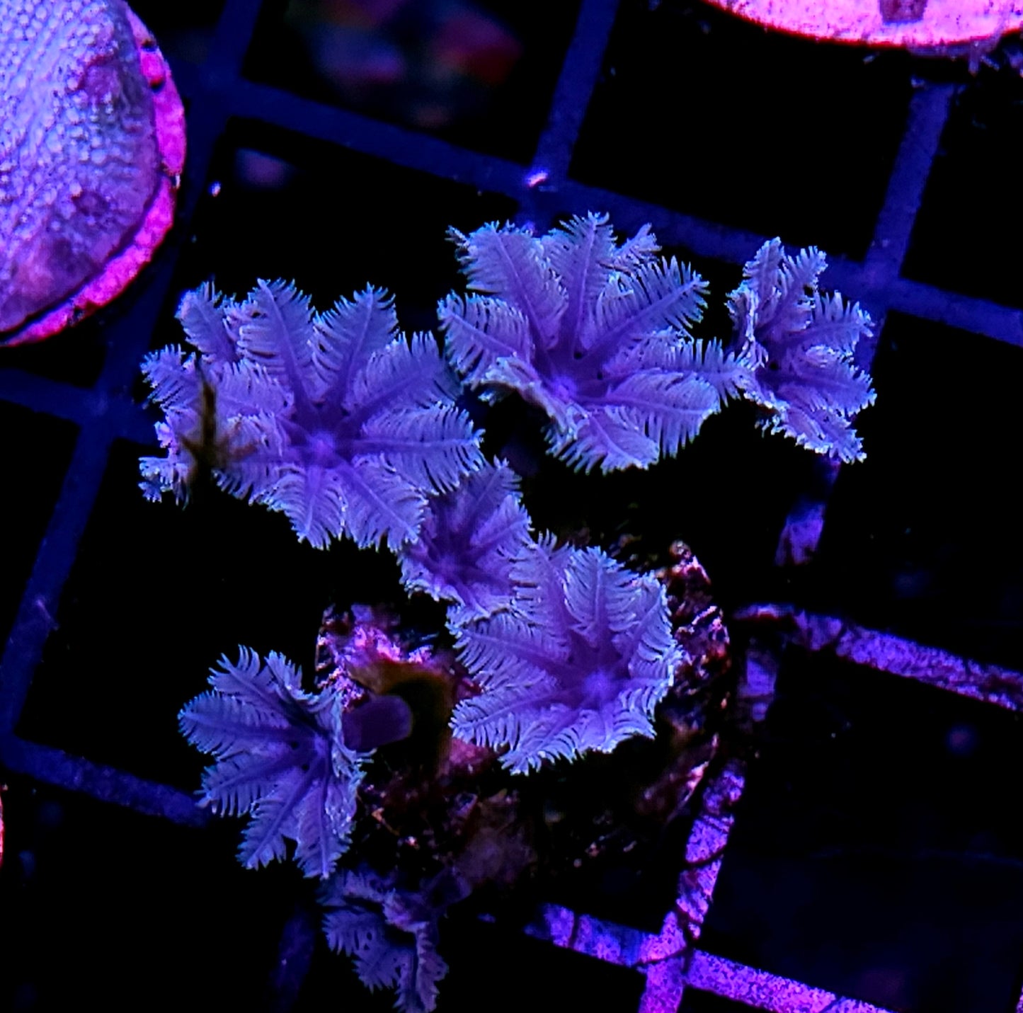 Purple Cloves
