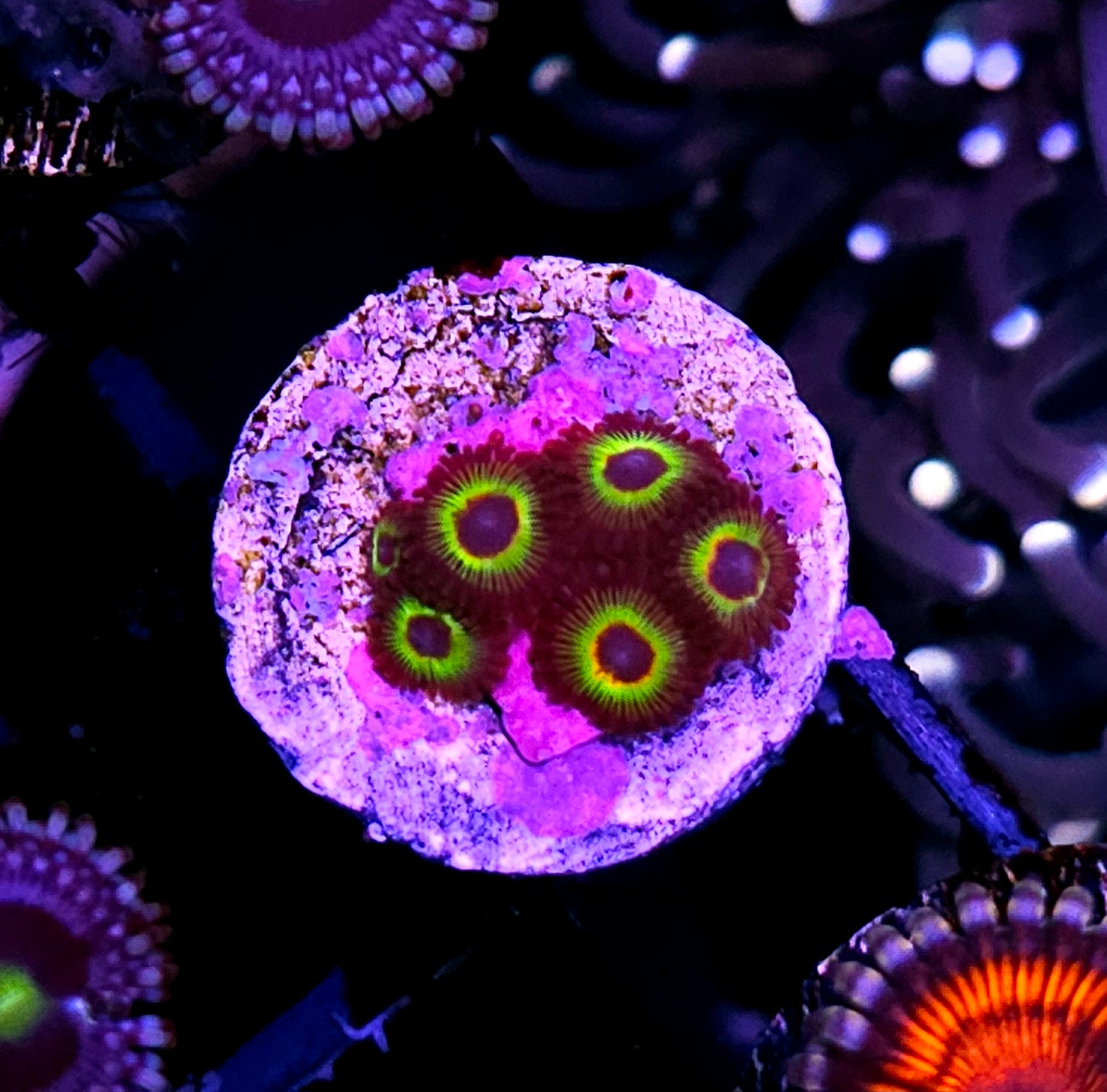 HF Bob Marley Zoas