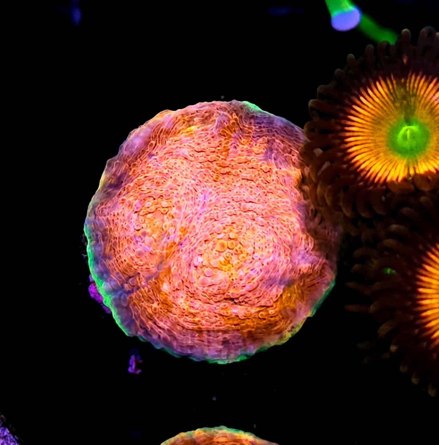 HF Hypershock Acan Echinata