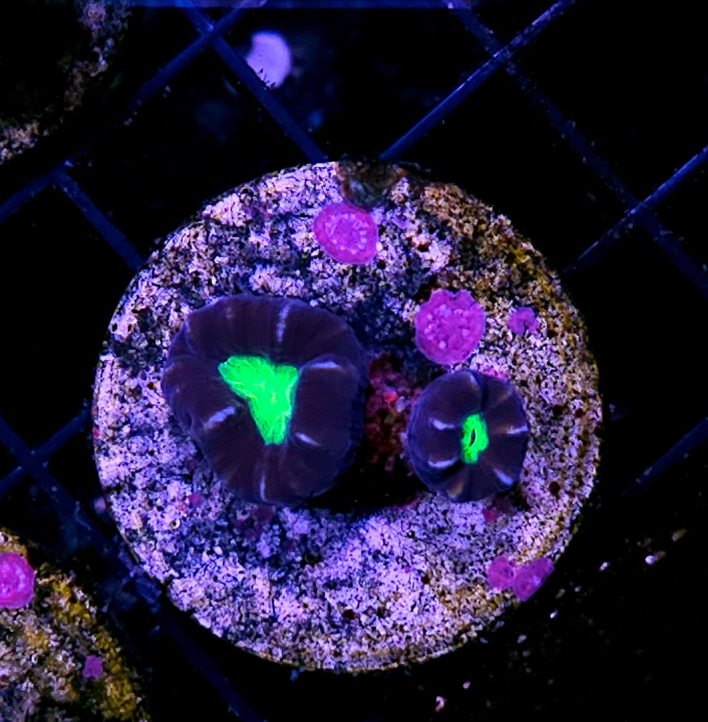 Toxic Eye Candy Cane