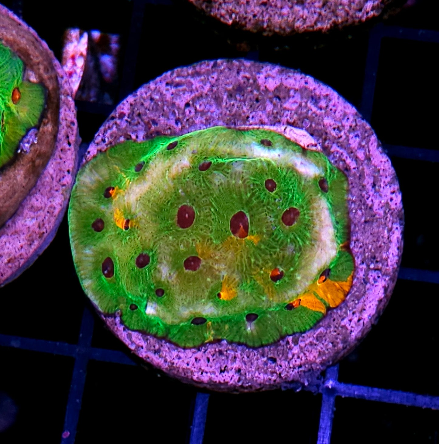 Fascination Favia Colony