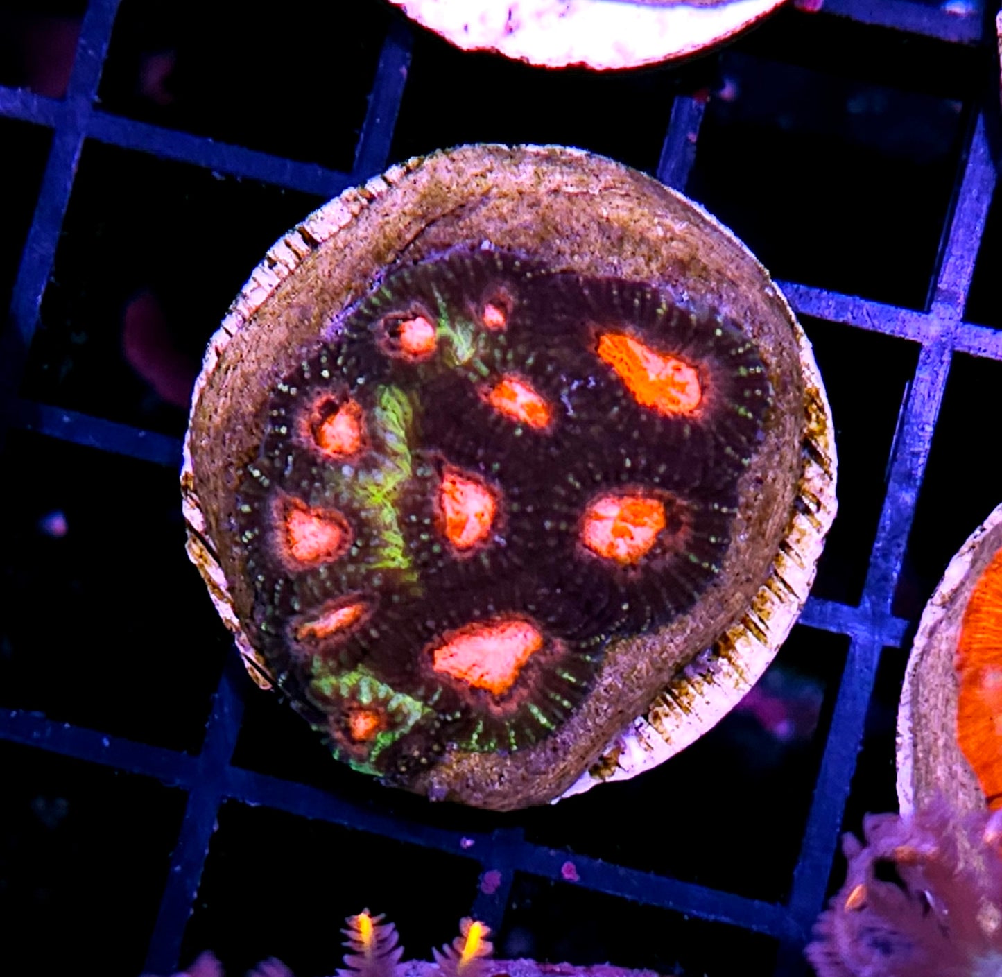 Vesuvius Vengeance Favia Colony